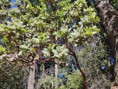 Arctostaphylos regismontana