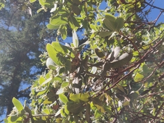 Arctostaphylos regismontana