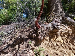 Arctostaphylos regismontana