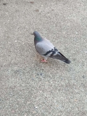 Columba livia domestica