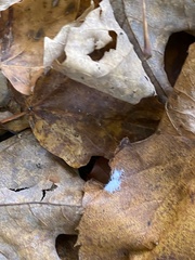 Grylloprociphilus imbricator