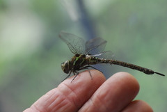 Rhionaeschna psilus