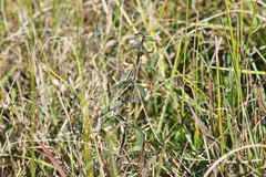Scutellaria integrifolia