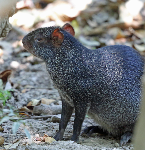 Dasyprocta mexicana