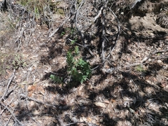 Arctostaphylos regismontana