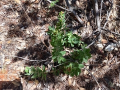 Arctostaphylos regismontana