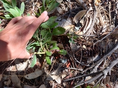 Arctostaphylos regismontana
