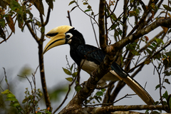 Anthracoceros albirostris