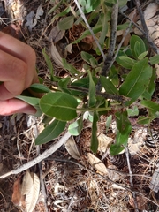 Arctostaphylos regismontana