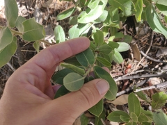 Arctostaphylos regismontana