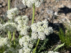 Apiales