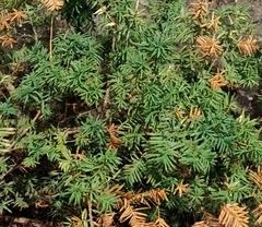 Taxus baccata