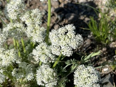 Apiales