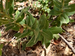 Arctostaphylos regismontana