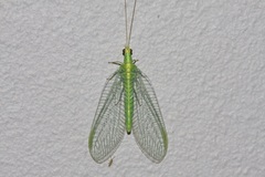 Apertochrysa edwardsi