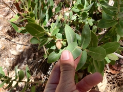 Arctostaphylos regismontana