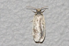 Hoplostega ochroma