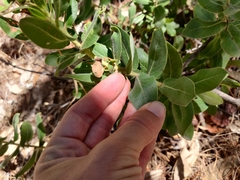 Arctostaphylos regismontana