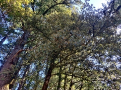 Notholithocarpus densiflorus densiflorus