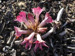 Aphyllon californicum