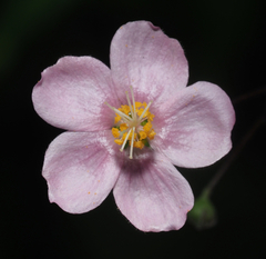 Sidastrum tehuacanum