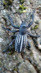 Aegorhinus albolineatus