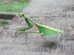 Pseudoxyopsidini