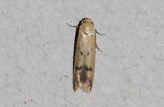 Tachystola hemisema