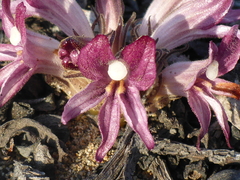 Aphyllon californicum