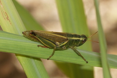 Melanoplus thomasi