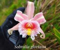 Image of Sobralia gloriana