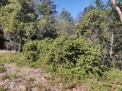 Arctostaphylos regismontana