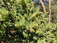 Arctostaphylos regismontana
