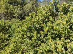Arctostaphylos regismontana