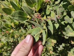 Arctostaphylos regismontana