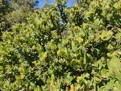 Arctostaphylos regismontana