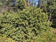 Arctostaphylos regismontana