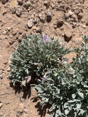 Astragalus calycosus