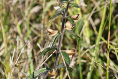 Scutellaria integrifolia