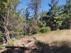 Arctostaphylos regismontana