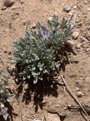 Astragalus calycosus