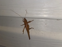 Pyrgocorypha uncinata