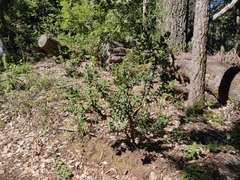 Arctostaphylos regismontana