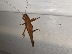 Pyrgocorypha uncinata