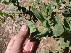 Arctostaphylos regismontana