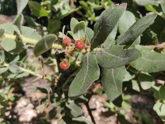 Arctostaphylos regismontana