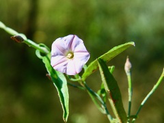Convolvulus remotus