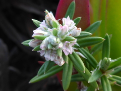 Polygonum paronychia