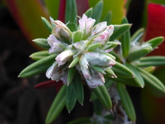 Polygonum paronychia