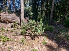 Arctostaphylos regismontana
